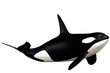 Orka