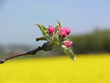 Apfelbaumblüte