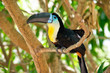 Toucan in tree
