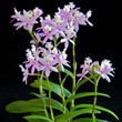 Pink Epidendrum Orchid