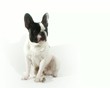 Bouledogue français B1