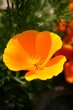 Goldmohn