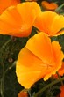 Goldmohn