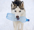 bottle recyclable in a teeth of a dog bottle recyclable in a teeth of a dog