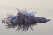 Ice crystals on a leaf