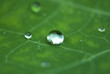 Wassertropfen auf Blatt