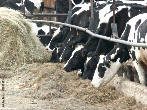 Photo: Kühe beim fressen Kühe beim fressen