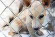 Animal protection