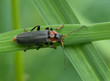 Geimer Weichkäfer