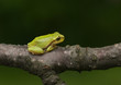 Baby Laubfrosch