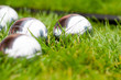 Petanque balls