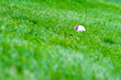 Petanque balls