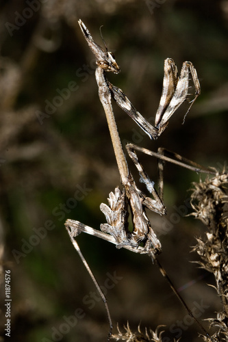 Photo: Mantis Religiosa Mantis Religiosa