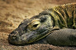 The monitor lizard The monitor lizard