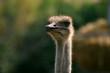Ostrich