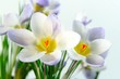 Foto: Krokusse Krokusse