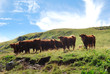 vaches salers vaches salers