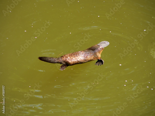 Photo: duck billed platypus duck billed platypus
