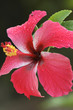 red flowers