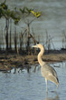 grey heron
