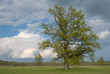 A lone tree on field A lone tree on field