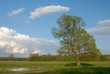 A lone tree on field A lone tree on field