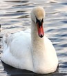 Mute Swan