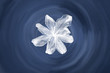 White flower on water. Created in Photoshop.