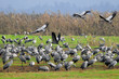 Common Crane (Grus Grus)