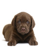 Chocolate puppy. Chocolate puppy.