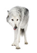 Loups blanc 8 ans  Mc enzie