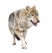 loups roux  européen