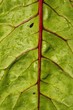 green leaf
