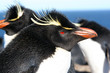Photo en ligne au meilleur prix Manchot gorfou sauteur (Rockhopper) Malouines-Falkland
