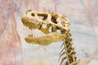 tyrannosaurus skull