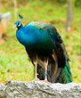Perched Peacock