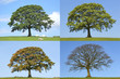 Oak Tree Four Seasons Oak Tree Four Seasons