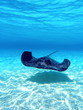 southern Stingray 11