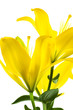 yellow lily yellow lily