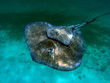 southern Stingray 19