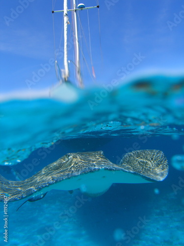 Photo: southern Stingray 20 southern Stingray 20