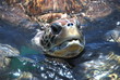 Sea turtle  05