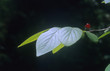 feuille et fruit