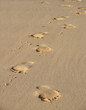 Spuren im Sand