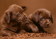 Two chocolate puppies. Two chocolate puppies.