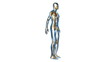 Anatomie