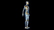 Anatomie