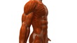 Anatomie et systeme musculaire Anatomie et systeme musculaire