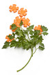 carrot and fresh greens on a white background