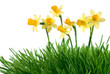 spring daffodils in green grass
